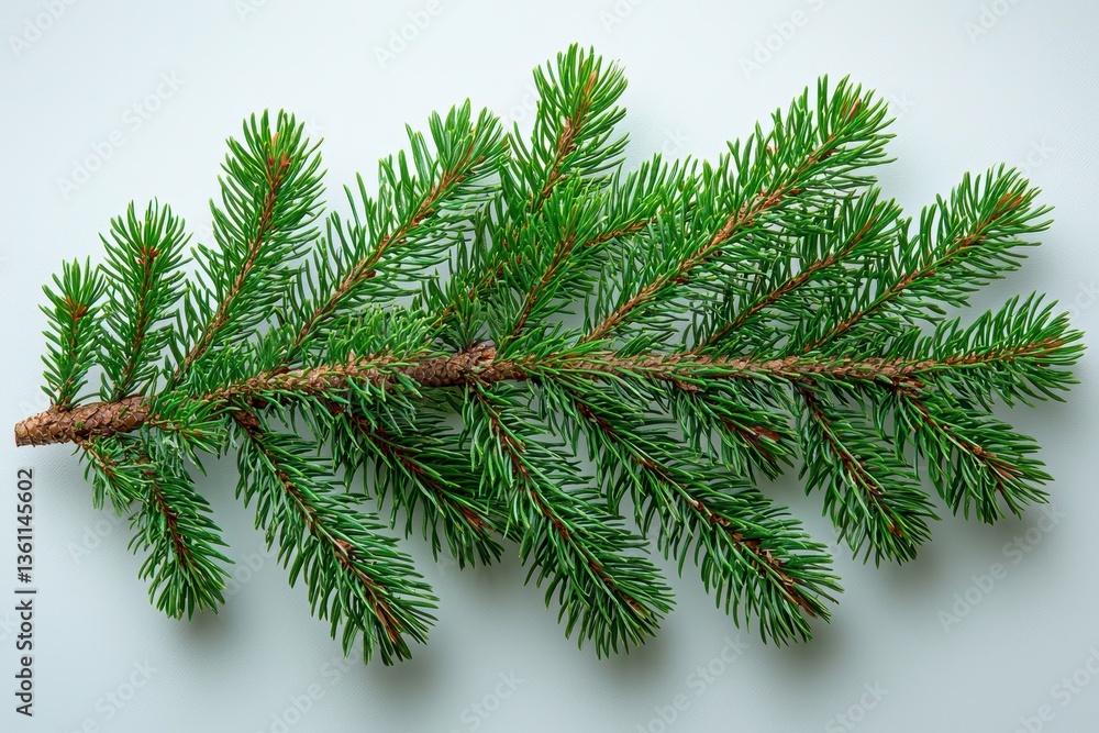 Green Tree Branch on White Background Green Tree Branch on White Background