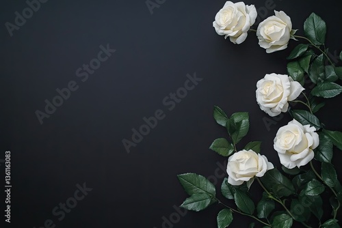Elegant white roses on dark background (3)