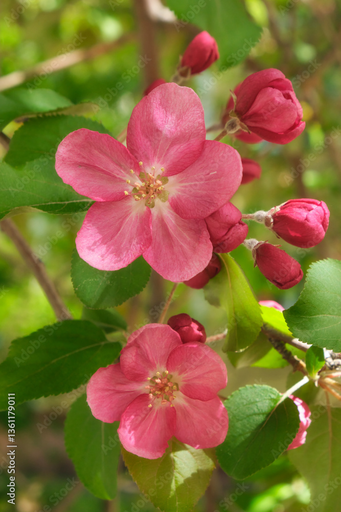 Obraz premium Closeup shot of blooming apple tree pink flowers