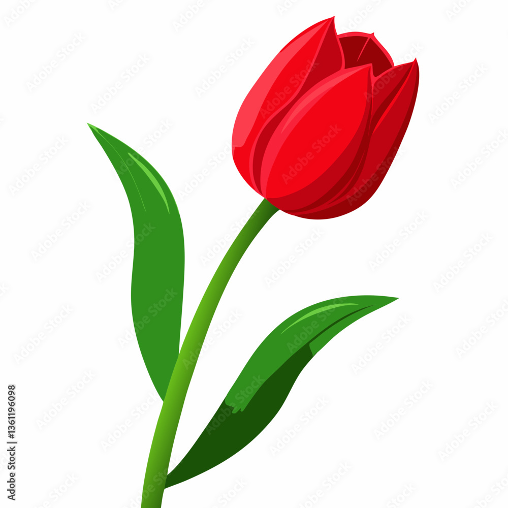 Vibrant Red Tulip Single Flower Illustration on White Background Vibrant Red Tulip Single Flower Illustration on White Background