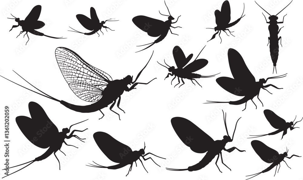 Foto Mayfly Silhouette on White Background