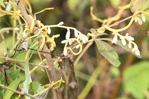 Quadro su tela Cuscuta or Dodder flower