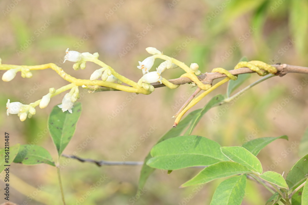 Cuscuta or Dodder flower. It is a genus of over species of yellow, orange or red parasitic plants. Its identified by its thin stems appearing leafless, with the leaves reduced to minute scales.Amarbel Cuscuta or Dodder flower. It is a genus of over species of yellow, orange or red parasitic plants. Its identified by its thin stems appearing leafless, with the leaves reduced to minute scales.Amarbel