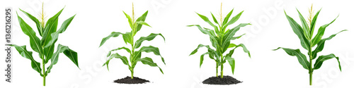 Abundant maize crop growing on fertile farmland surrounded by lush green foliage showcasing a thriving agricultural landscape in a rural setting
