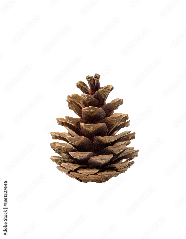 Earthy Pine Cone Close-up Earthy Pine Cone Close-up
