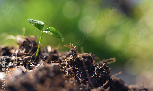 green sprout in the ground
