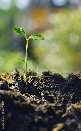 green sprout in the ground