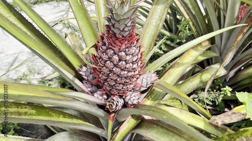 Red pineapple organic fruit ready to Harvest in a tropical garden sunny day