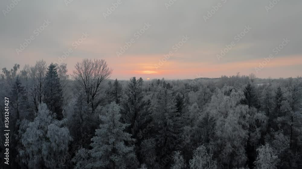 Flying above treetops in a frozen winter forest landscape. Hoar and rime on trees in sunset. Aerial drone shot of frost and snow in nature. Nature phenomenon after extreme cold in winter. Flying above treetops in a frozen winter forest landscape. Hoar and rime on trees in sunset. Aerial drone shot of frost and snow in nature. Nature phenomenon after extreme cold in winter.