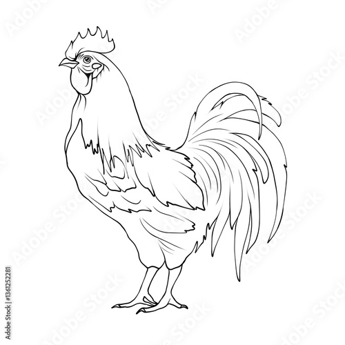 rooster isolated on white background drawing