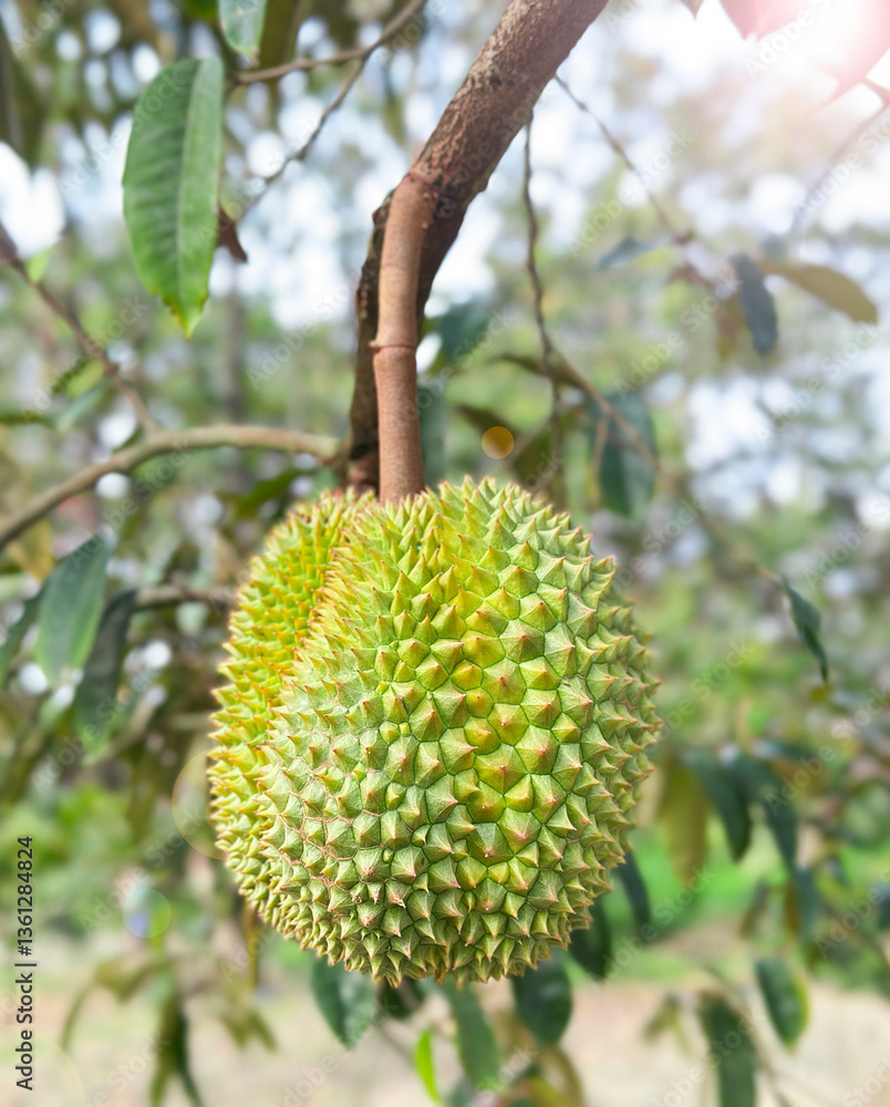 durian on the tree durian on the tree
