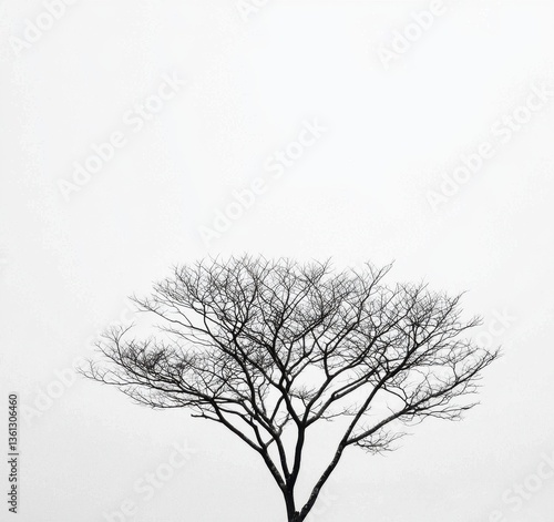 Silhouetted Tree Against White Sky in Minimalist Aesthetic Scene