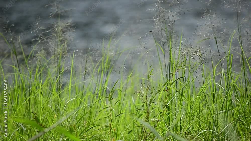 4k video of grass swaying in the wind
4k video of grass swaying in the wind