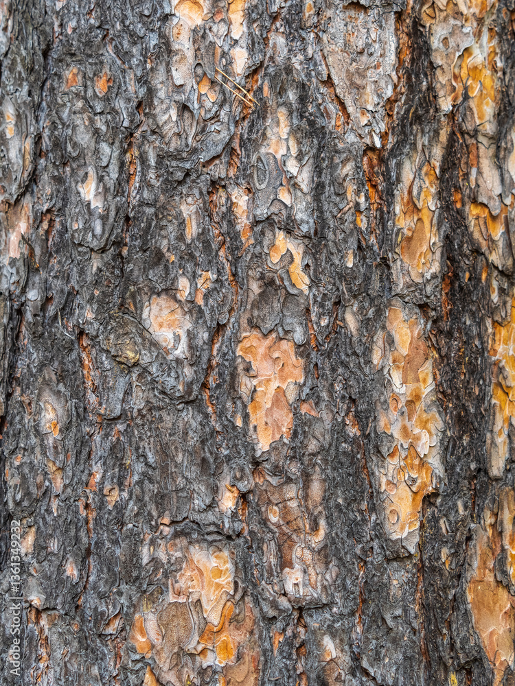 Old wood pine bark texture or background. Old wood pine bark texture or background.