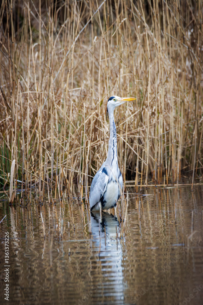 a heron stands in the water and waits for prey