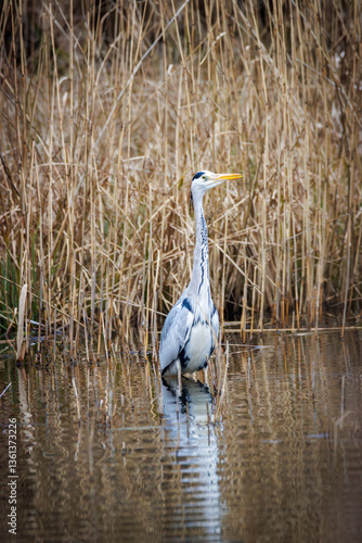 Obraz na płótnie a heron stands in the water and waits for prey w salonie