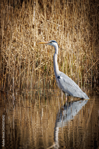 Obraz na płótnie a heron stands in the water and waits for prey w salonie