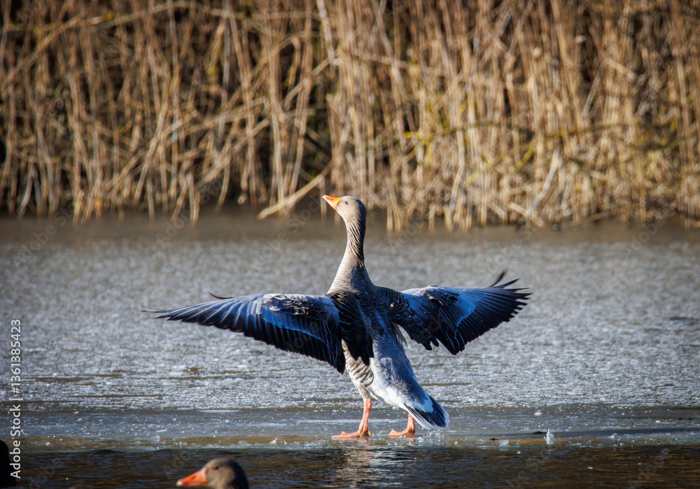 Greylag geese land on the ice of a frozen lake