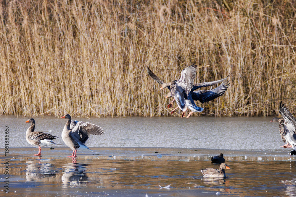 Greylag geese land on the ice of a frozen lake