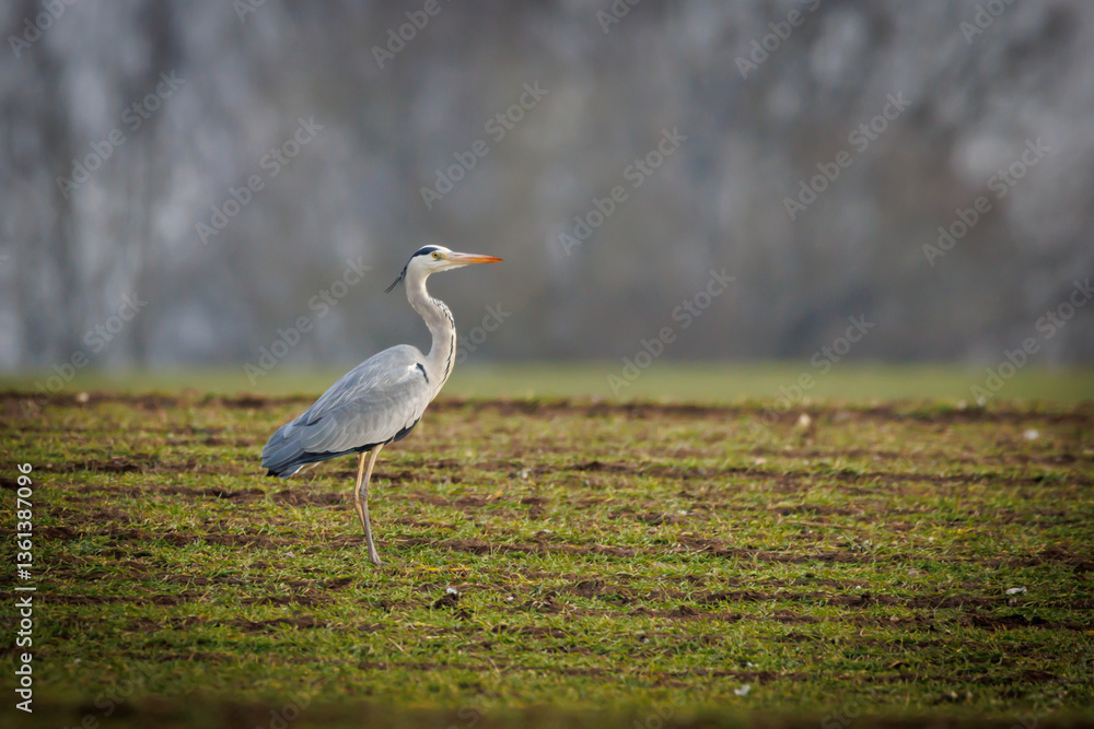 a heron stands in a field and searches for prey