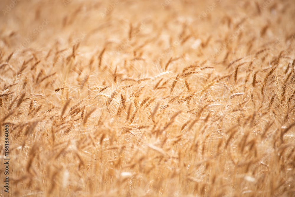 Fototapeta premium Wheat background. The agriculture. Gold sprouts of wheat in soil. Harvest in farm. Wheat field background. Background and texture for autumn harvest. Background of ripening ears of wheat field.