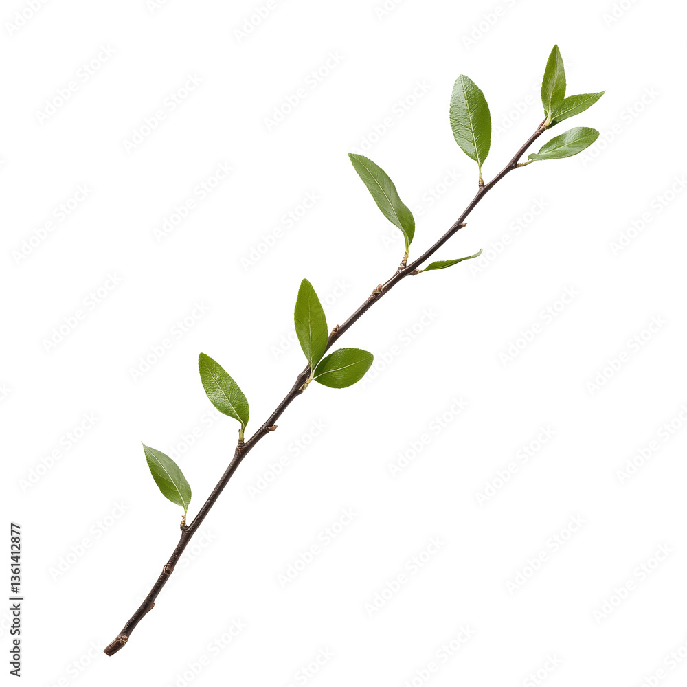 A green twig with fresh leaves isolated on a clean transparent background showcasing natures simplicity and beauty, green twig isolated on transparent background A green twig with fresh leaves isolated on a clean transparent background showcasing natures simplicity and beauty, green twig isolated on transparent background