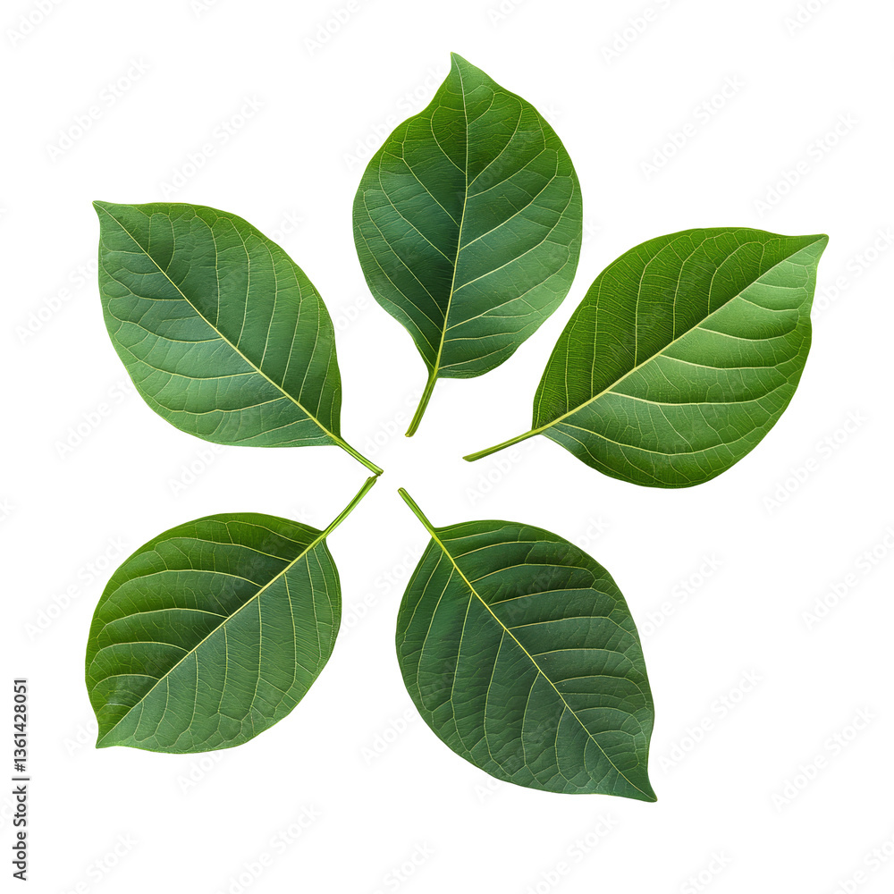 Naklejka premium Top view of five isolated bodhi leaves on a transparent background showcasing their vibrant green color and intricate details, top view bodhi leaves isolated abovetransparent backgroundfile