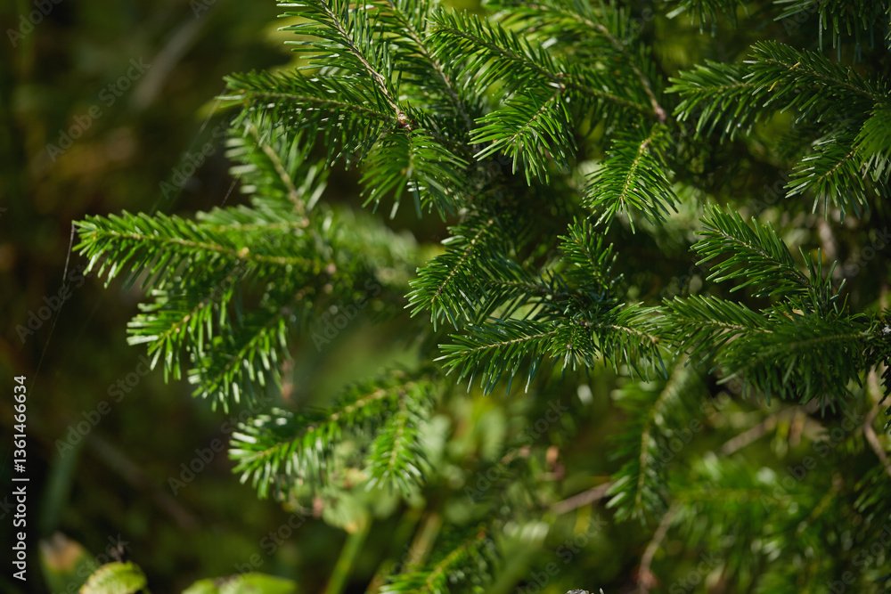 Bright green fir tree branches bask in sunlight, highlighting their vibrant color and texture within a forested area. Bright green fir tree branches bask in sunlight, highlighting their vibrant color and texture within a forested area.