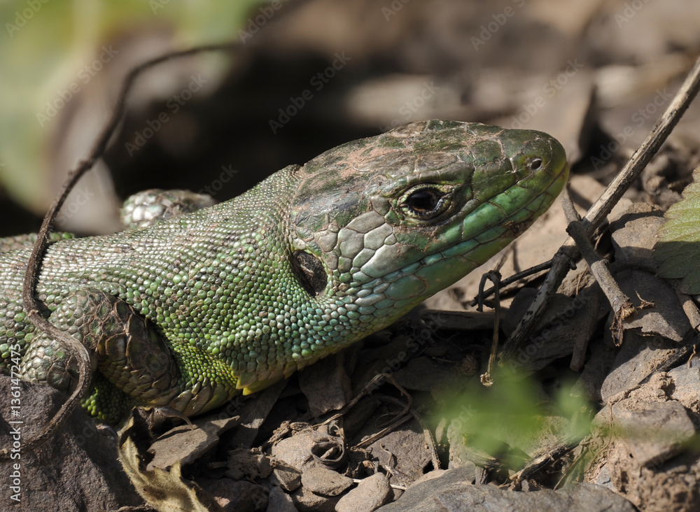 Fototapeta premium Westliche Smaragdeidechse (Lacerta bilineata)
