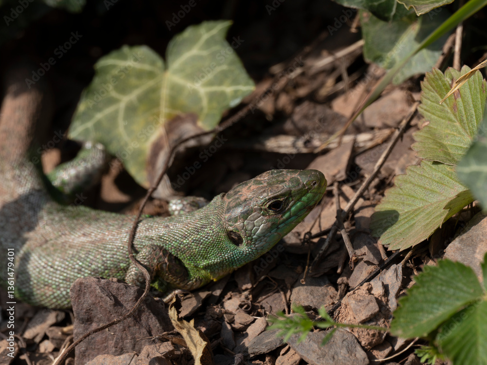 Naklejka premium Westliche Smaragdeidechse (Lacerta bilineata)