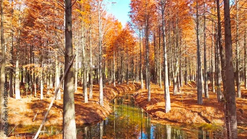 4k Video Aerial Shot of Late Fall Larch Forest and Red Sequoia Trees in Wetland Park