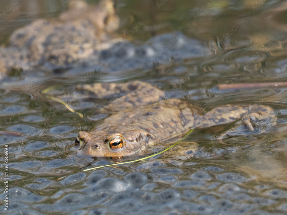 Fototapeta premium Erdkröte (Buso bufo