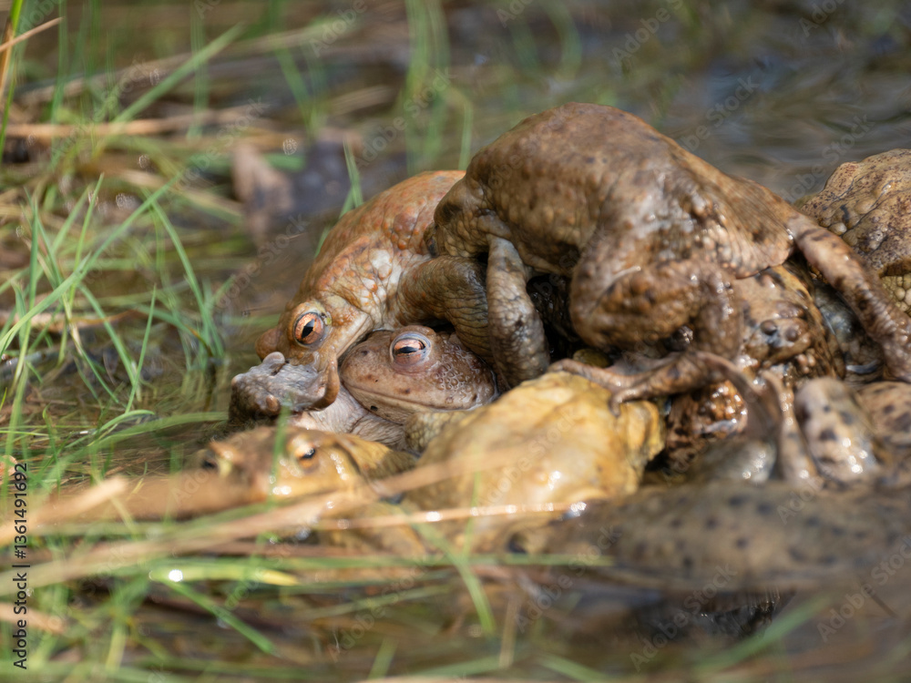 Obraz premium Erdkröte (Buso bufo