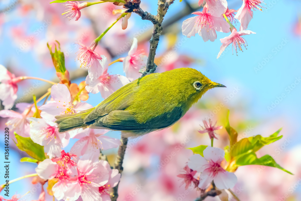 メジロと桜 メジロと桜
