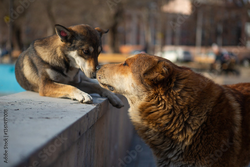 Photography Street dogs in Khachkar Park, Yerevan