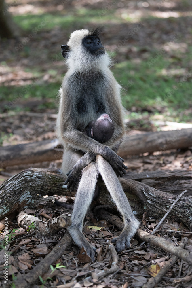 Fototapeta premium monkey family posing for my camera