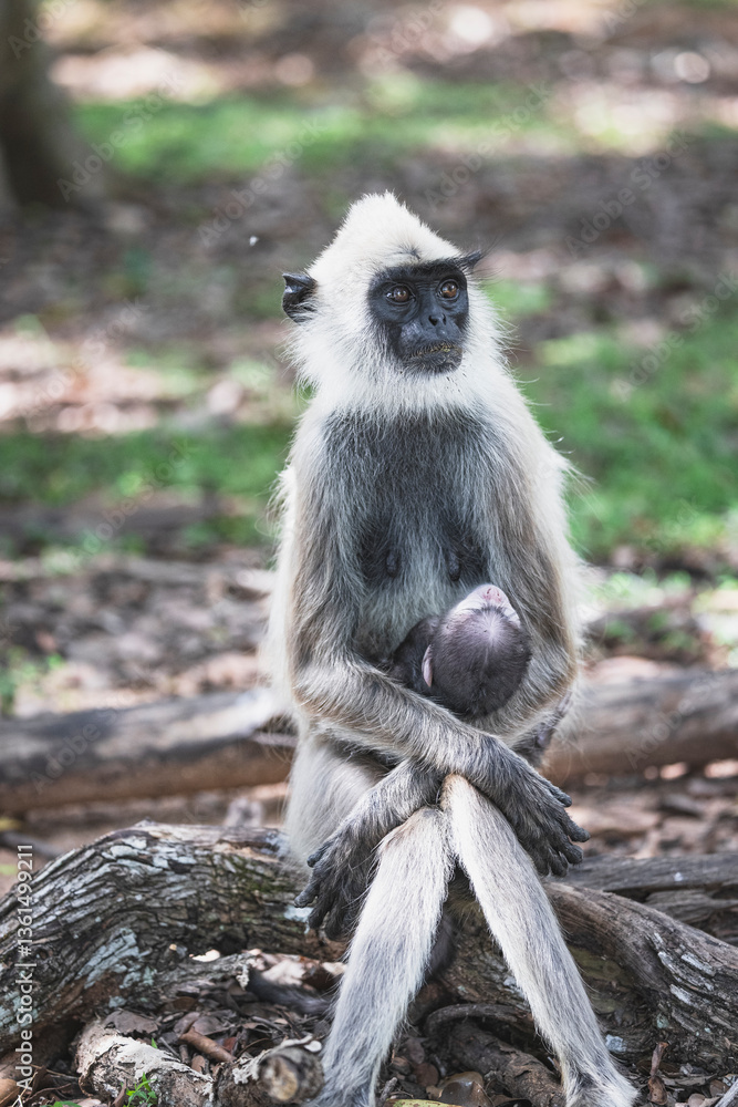 Fototapeta premium Mama monkey and baby monkey posing for my camera