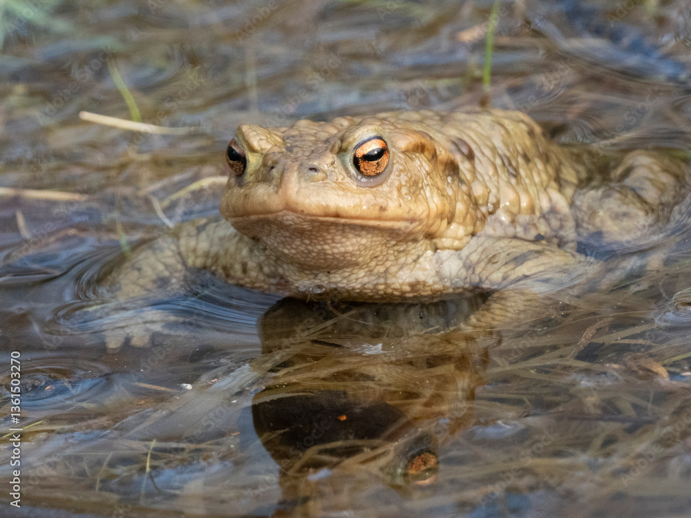 Fototapeta premium Erdkröte (Buso bufo