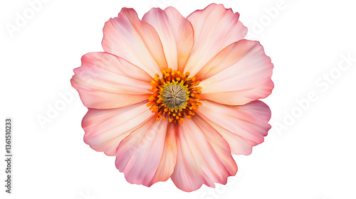 A close up of a pink flower with a yellow center