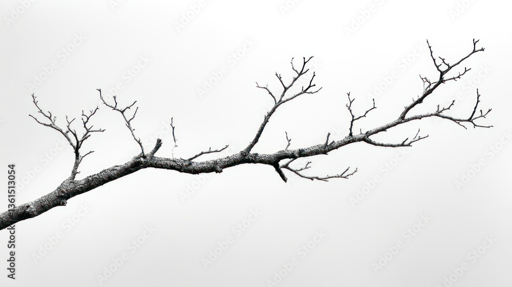Bare tree branch against a minimalistic gray backdrop Bare tree branch against a minimalistic gray backdrop