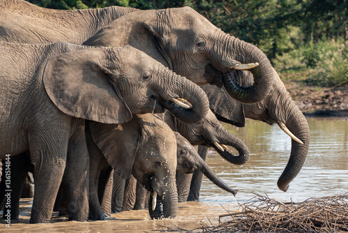 Canvas Print ELEPHANTS DRINKING AT WATERHOLE IN AN SOUTH AFRICAN GAME RESERVE (Madikwe)