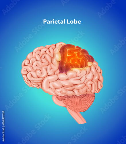Parietal Lobe Medical Blue Illustration Human Brain anatomy