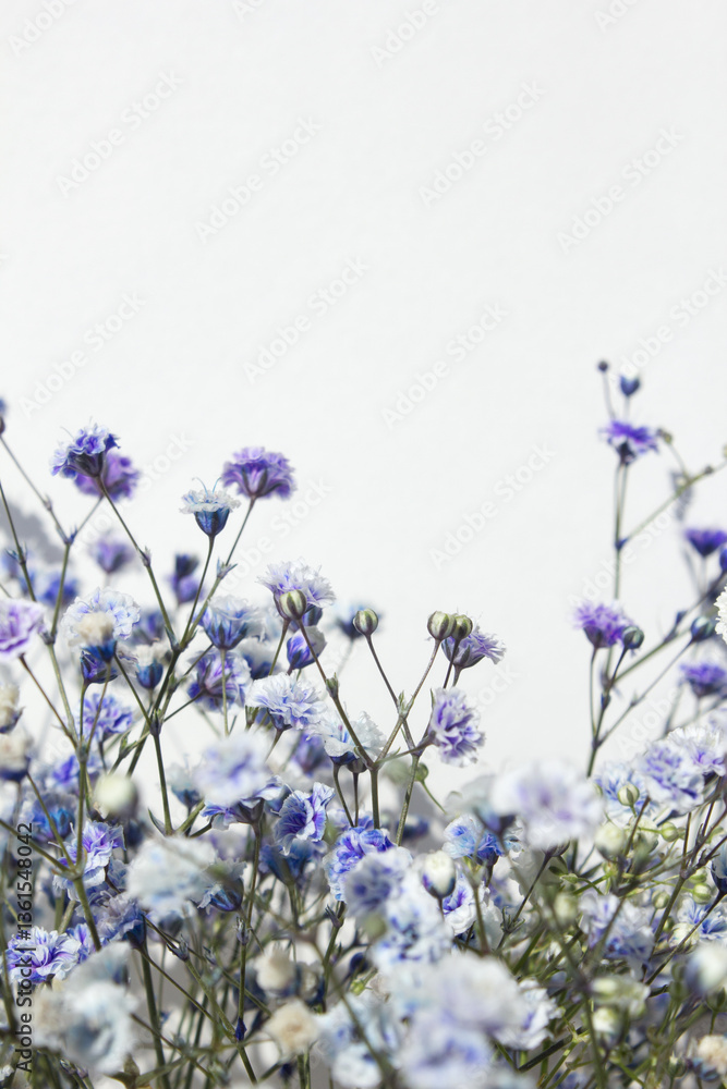 Naklejka premium White background and purple gypsum flower