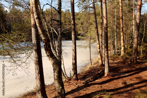 Canvas Print Forest