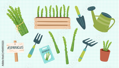 Asparagus cliparts isolated on checkered background. Asparagus vegetable. Gardening concept. Asparagus and equipment for planting vegetables. Vector hand drawn illustration.