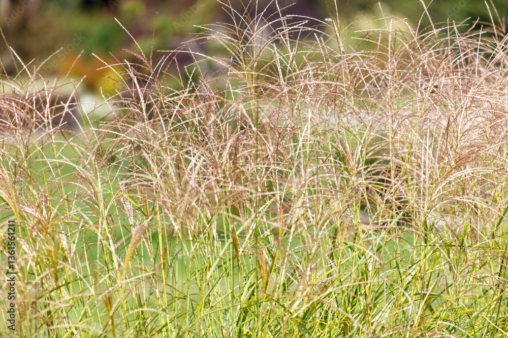 Fototapeta premium A field of tall grass with a few weeds in it