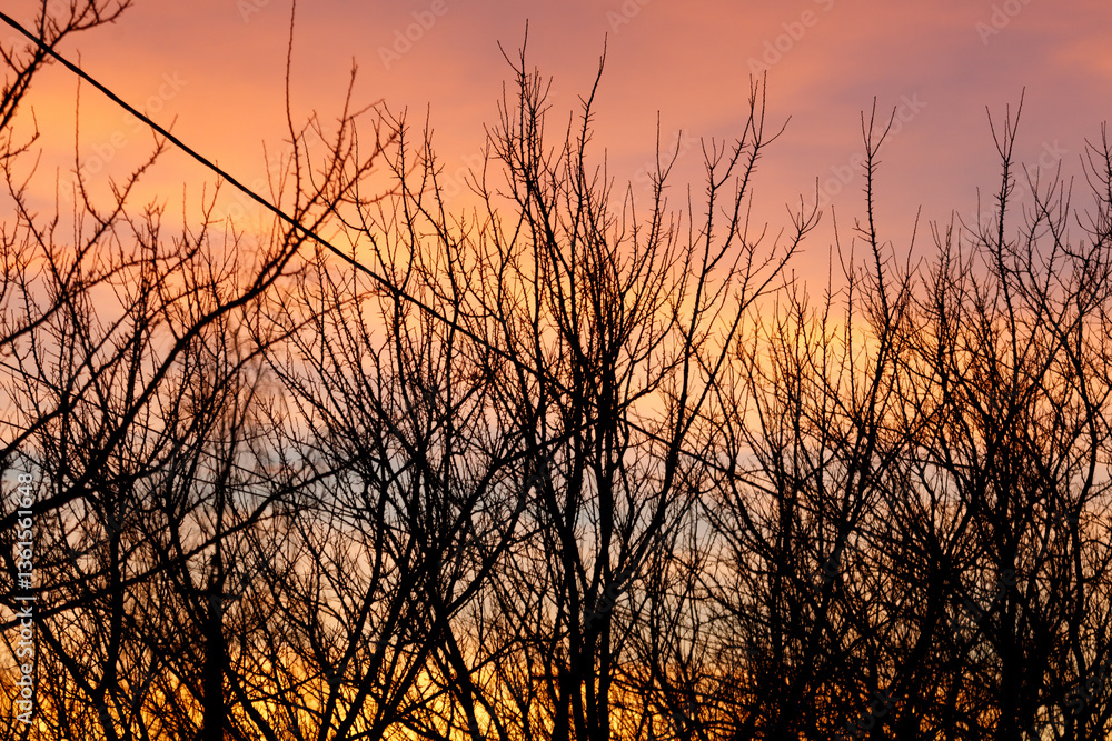 The sky is orange and the trees are bare The sky is orange and the trees are bare