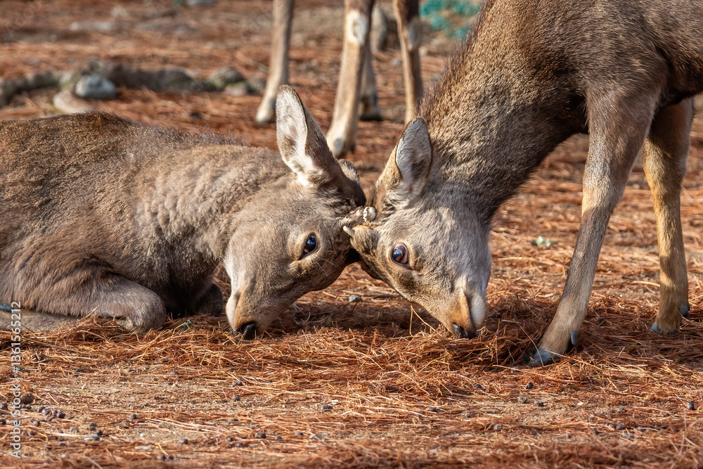 Fototapeta premium Pair of wild deer in Nara Park, Nara, Japan, butting heads. There are approximately 1200 wild deer who roam freely through the city. 