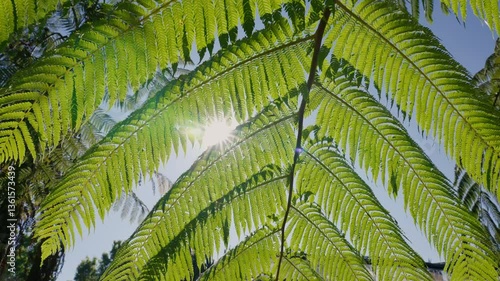 Low angle view looking up at trees with sunlight.