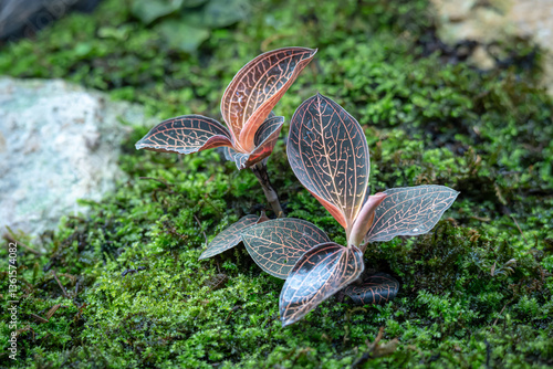 Anoectochilus Setaceus Commonly Known as Marbled Jewel Orchid or Filigree Orchid who is in a place with good care in a park in the city of Bogor